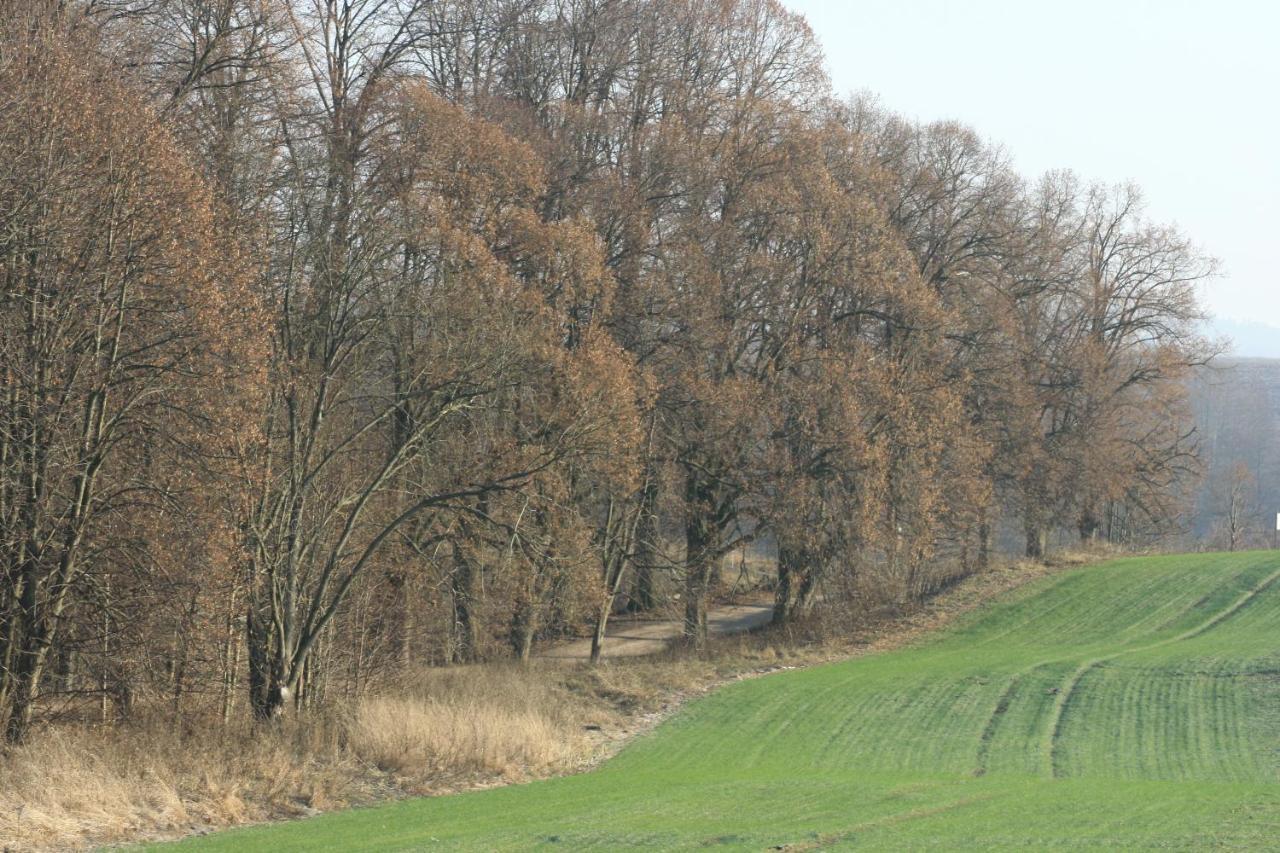 Zielone Okiennice Miłki Zewnętrze zdjęcie
